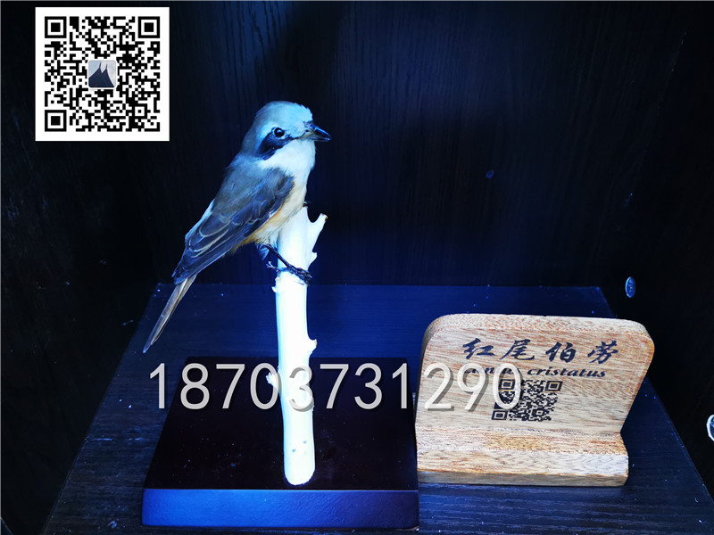 動(dòng)物剝制標(biāo)本 (33)
